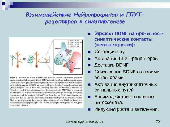 Взаимодействие Нейротрофинов и ГЛУТрецепторов в синаптогенезе n n n n Эффект BDNF на пре-