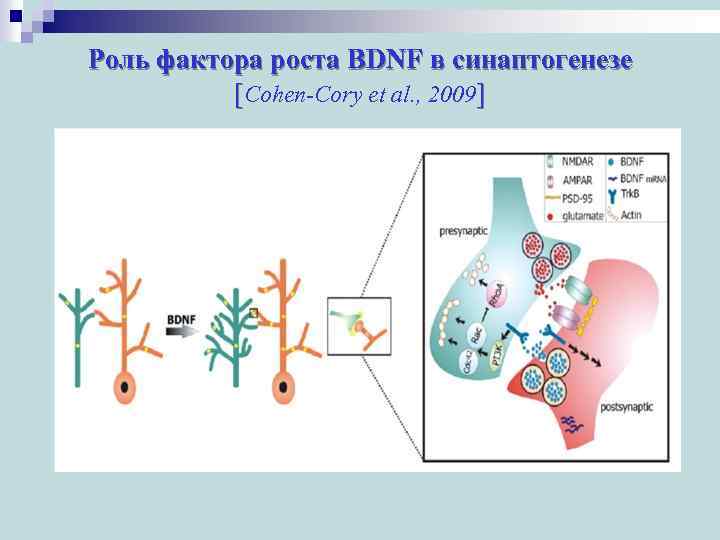 Роль фактора роста BDNF в синаптогенезе [Cohen-Cory et al. , 2009] 