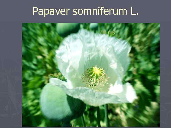 Papaver somniferum L. 