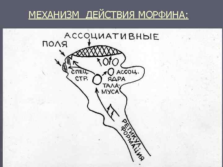 МЕХАНИЗМ ДЕЙСТВИЯ МОРФИНА: 