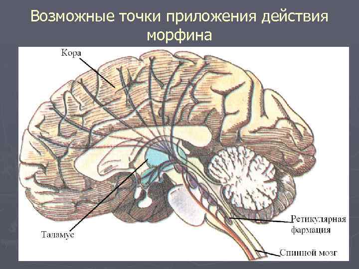 Возможные точки приложения действия морфина 