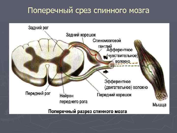 Поперечный срез спинного мозга 