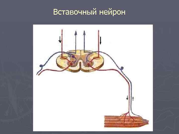 Какую функцию выполняют вставочные нейроны