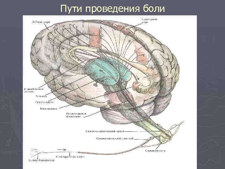 Пути проведения боли 