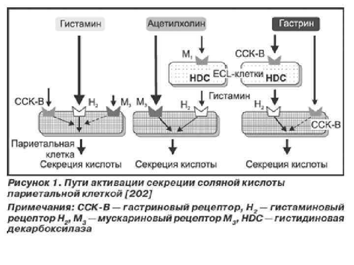 Процесс кислота соляный. Механизм действия гистамина на Синтез соляной кислоты. Фамотидин механизм действия.