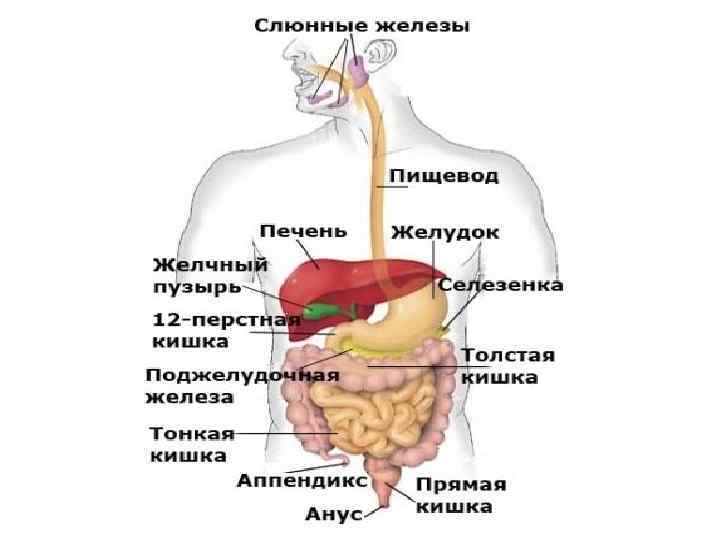 Органы пищеварения картинка для детей