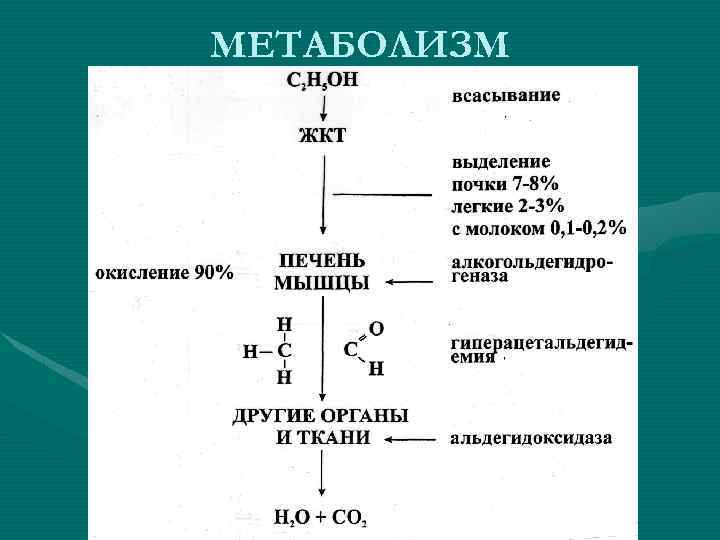 МЕТАБОЛИЗМ 