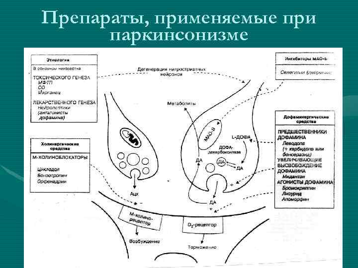 Препараты, применяемые при паркинсонизме 