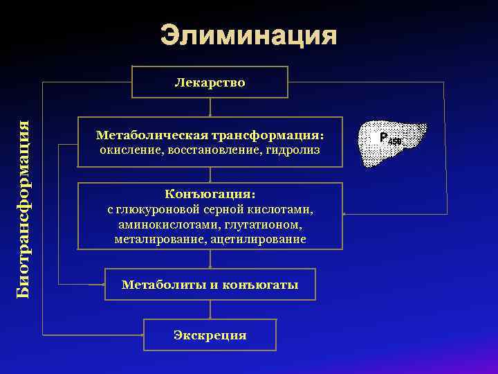 Элиминация Биотрансформация Лекарство Метаболическая трансформация: окисление, восстановление, гидролиз Конъюгация: с глюкуроновой серной кислотами, аминокислотами,