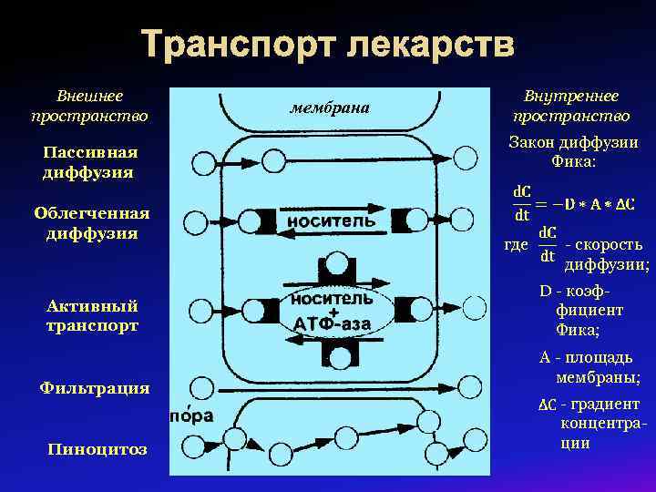 Транспорт лекарств Внешнее пространство Пассивная диффузия Облегченная диффузия Активный транспорт Фильтрация Пиноцитоз мембрана Внутреннее