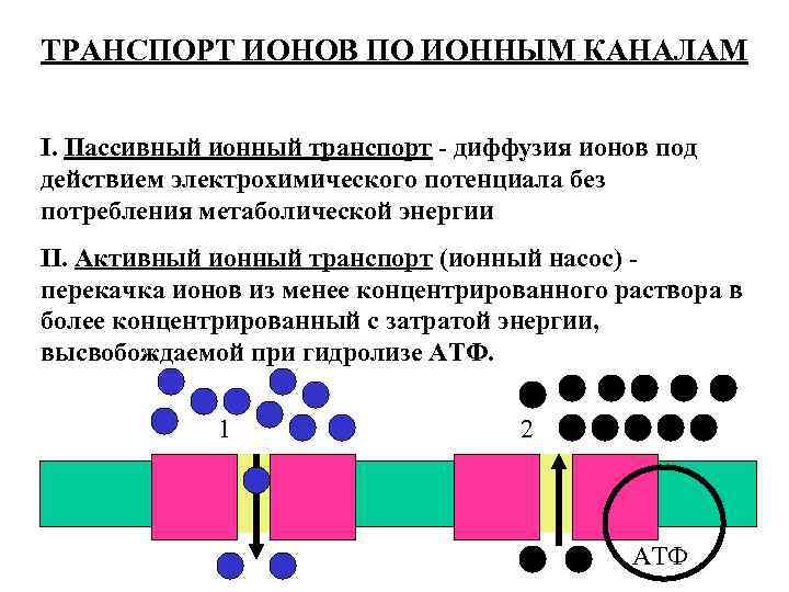 ТРАНСПОРТ ИОНОВ ПО ИОННЫМ КАНАЛАМ I. Пассивный ионный транспорт - диффузия ионов под действием