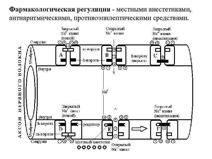 Фармакологическая регуляция - местными анестетиками, антиаритмическими, противоэпилептическими средствами. 