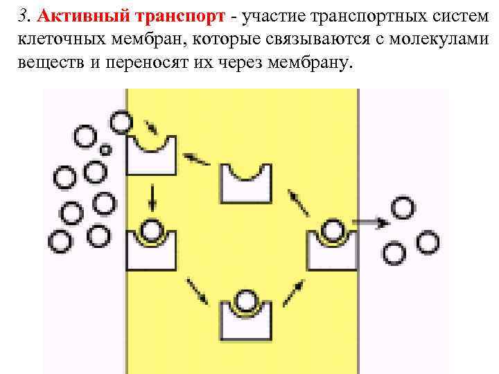 3. Активный транспорт - участие транспортных систем клеточных мембран, которые связываются с молекулами веществ