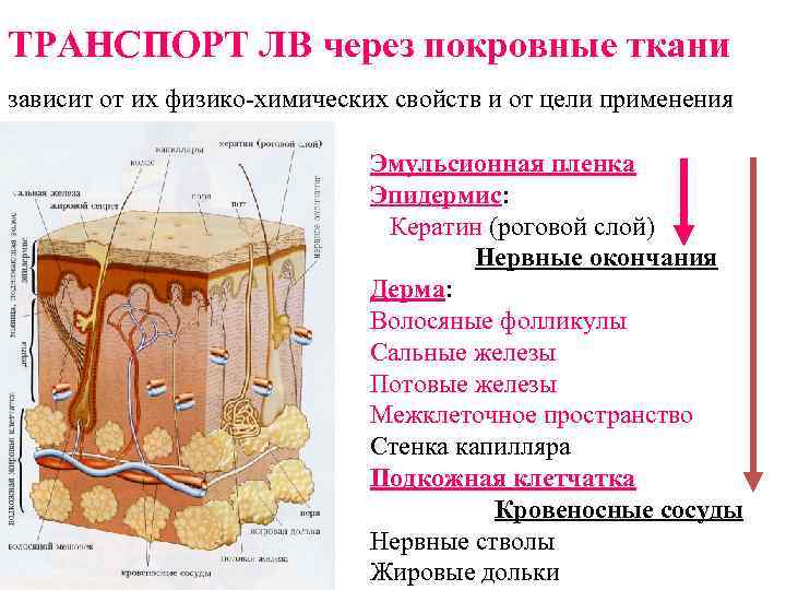 ТРАНСПОРТ ЛВ через покровные ткани зависит от их физико-химических свойств и от цели применения