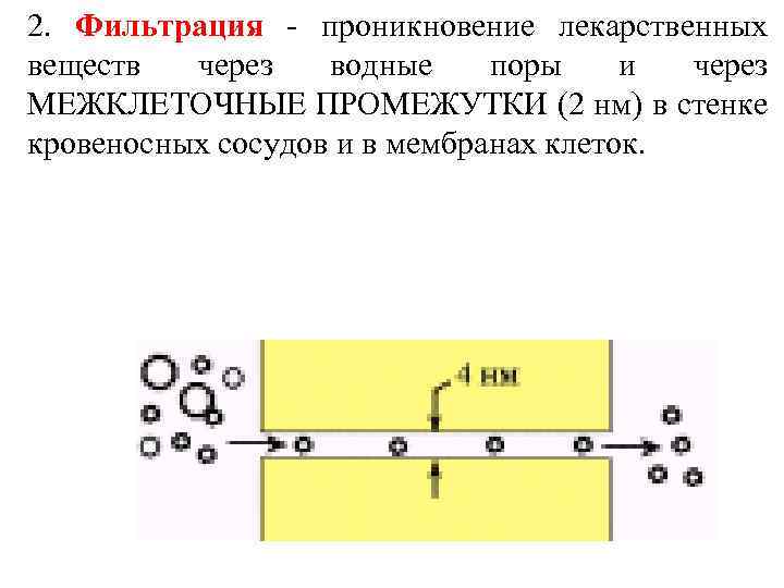 2. Фильтрация - проникновение лекарственных веществ через водные поры и через МЕЖКЛЕТОЧНЫЕ ПРОМЕЖУТКИ (2