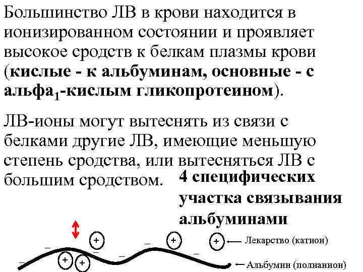 Большинство ЛВ в крови находится в ионизированном состоянии и проявляет высокое сродств к белкам