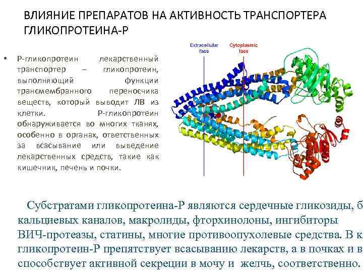 ВЛИЯНИЕ ПРЕПАРАТОВ НА АКТИВНОСТЬ ТРАНСПОРТЕРА ГЛИКОПРОТЕИНА-Р • Р-гликопротеин лекарственный транспортер – гликопротеин, выполняющий функции