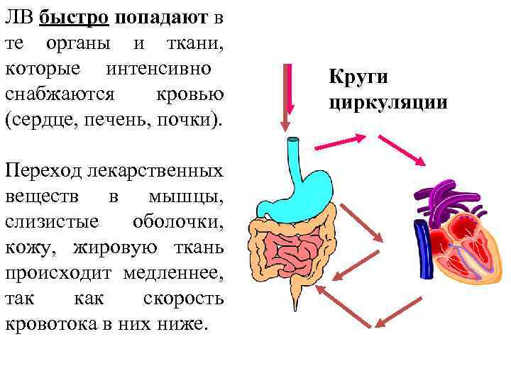 ЛВ быстро попадают в те органы и ткани, которые интенсивно снабжаются кровью (сердце, печень,