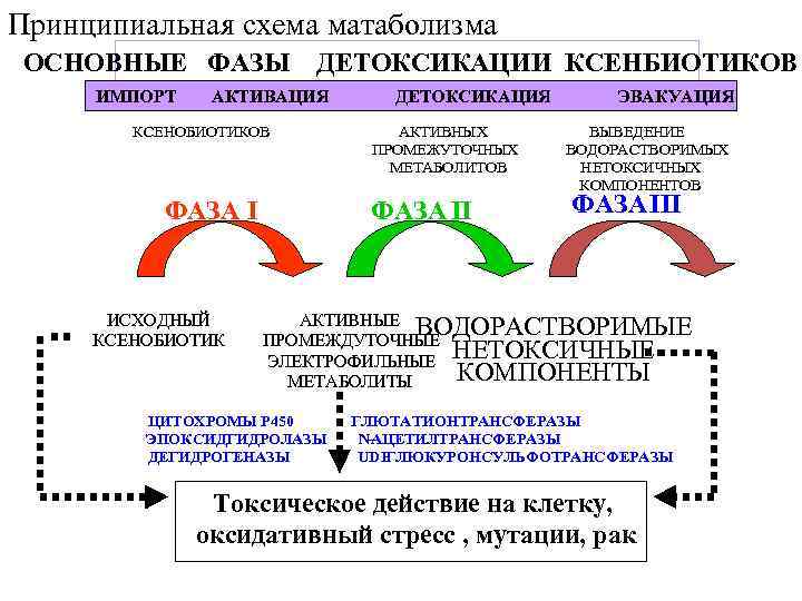 Принципиальная схема матаболизма ОСНОВНЫЕ ФАЗЫ ИМПОРТ ДЕТОКСИКАЦИИ КСЕНБИОТИКОВ АКТИВАЦИЯ ДЕТОКСИКАЦИЯ ЭВАКУАЦИЯ СЕНОБИОТИКОВ АКТИВНЫХ ВЫВЕДЕНИЕ