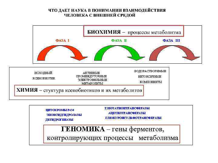 ФАЗА I ИСХОДНЫЙ КСЕНОБИОТИК ФАЗА II АКТИВНЫЕ ПРОМЕЖДУТОЧНЫЕ ЭЛЕКТРОФИЛЬНЫЕ МЕТАБОЛИТЫ ЦИТОХРОМЫ Р 450 ЭПОКСИДГИДРОЛАЗЫ