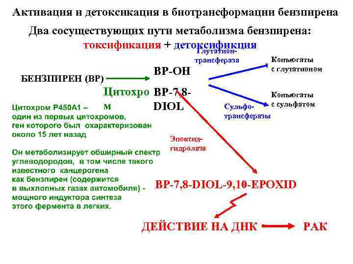 Активация и детоксикация в биотрансформации бензпирена Два сосуществующих пути метаболизма бензпирена: токсификация + детоксификция