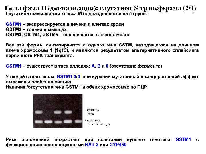 Гены фазы II (детоксикация): глутатион-S-трансферазы (2/4) 