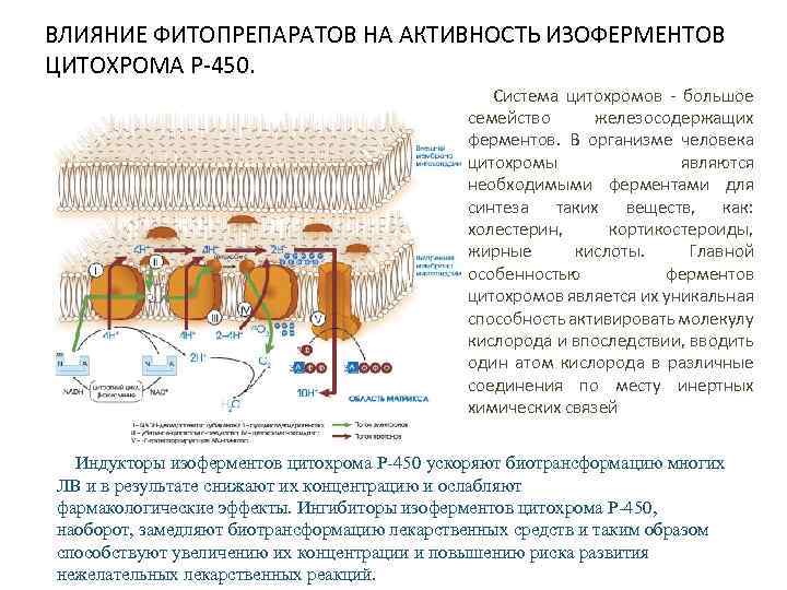 ВЛИЯНИЕ ФИТОПРЕПАРАТОВ НА АКТИВНОСТЬ ИЗОФЕРМЕНТОВ ЦИТОХРОМА Р-450. Система цитохромов - большое семейство железосодержащих ферментов.