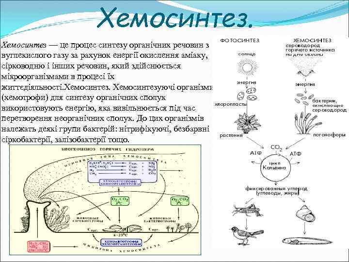 Хемосинтез — це процес синтезу органічних речовин з вуглекислого газу за рахунок енергії окислення