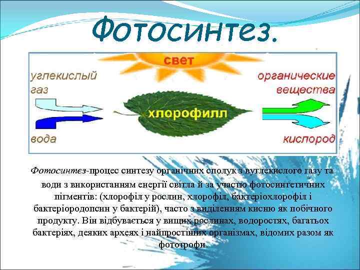 Фотосинтез. Фотосинтез-процес синтезу органічних сполук з вуглекислого газу та води з використанням енергії світла