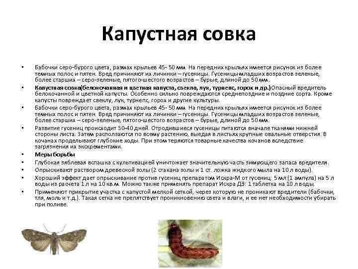 Капустная совка • • • Бабочки серо-бурого цвета, размах крыльев 45 - 50 мм.