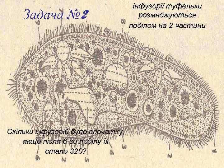 Задача № 2 Скільки інфузорій було спочатку, якщо після 6 -го поділу їх стало