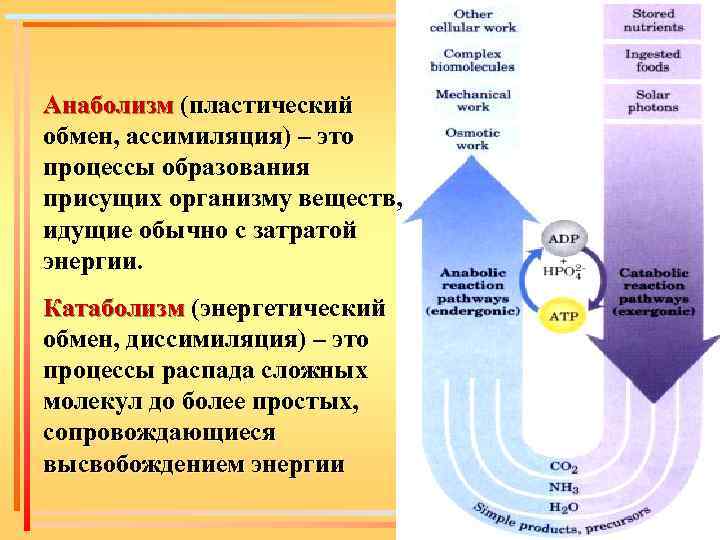 Анаболизм (пластический обмен, ассимиляция) – это процессы образования присущих организму веществ, идущие обычно с