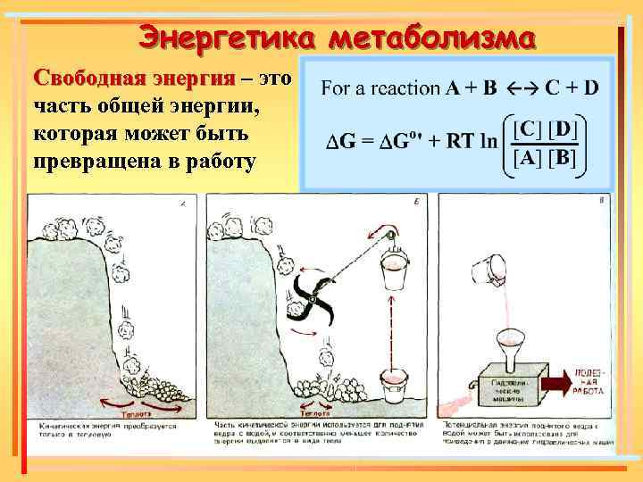 Энергетика метаболизма Свободная энергия – это часть общей энергии, которая может быть превращена в