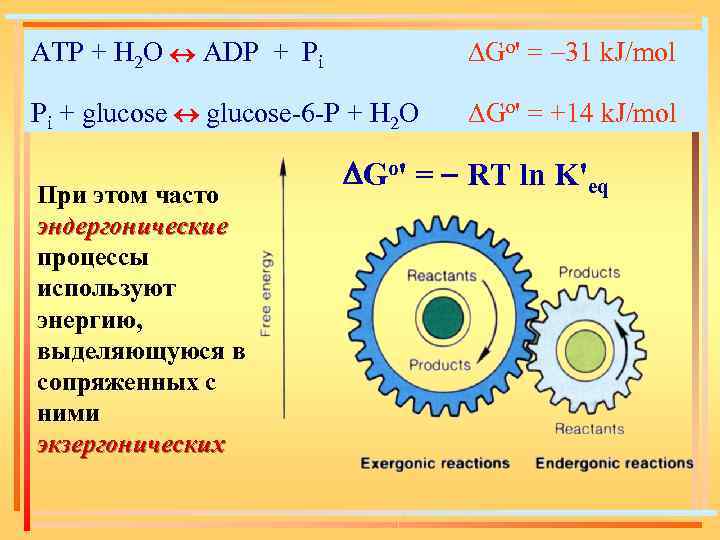 ATP + H 2 O ADP + Pi DGo' = -31 k. J/mol Pi