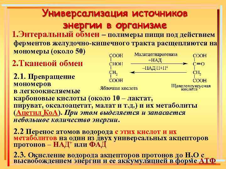 Универсализация источников энергии в организме 1. Энтеральный обмен – полимеры пищи под действием ферментов