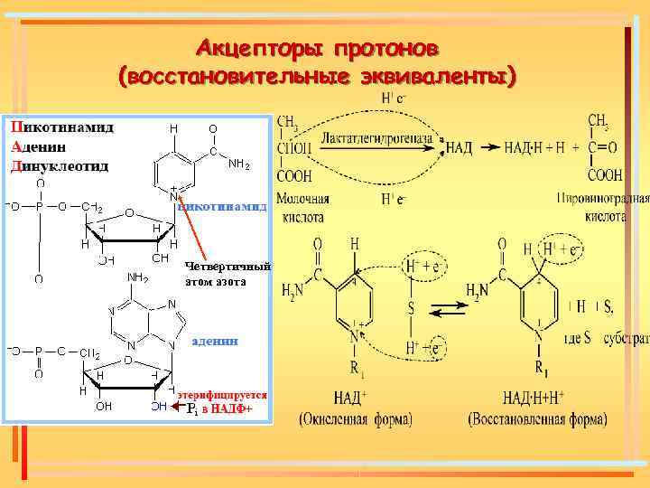 Акцепторы протонов (восстановительные эквиваленты) Четвертичный атом азота 