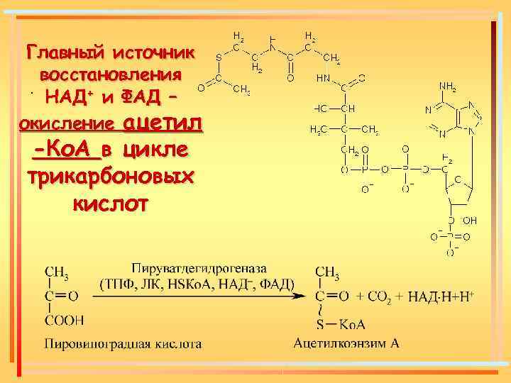 Главный источник восстановления. НАД+ и ФАД – окисление ацетил -Ко. А в цикле трикарбоновых