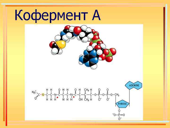 Кофермент А 
