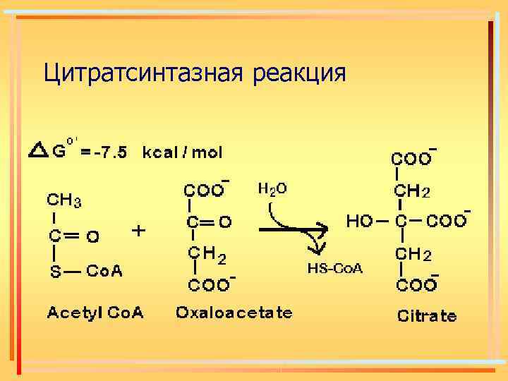 Цитратсинтазная реакция 