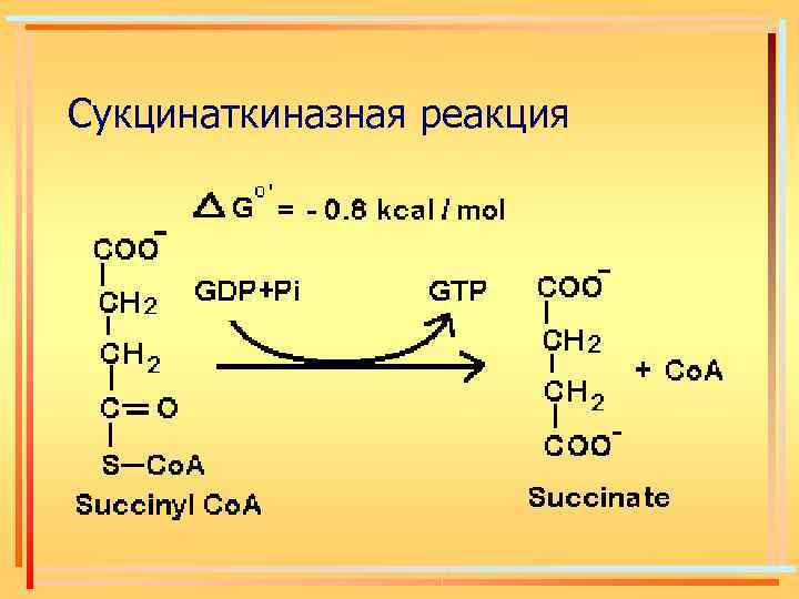 Сукцинаткиназная реакция 