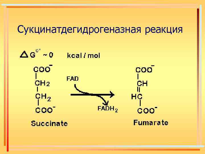 Сукцинатдегидрогеназная реакция 