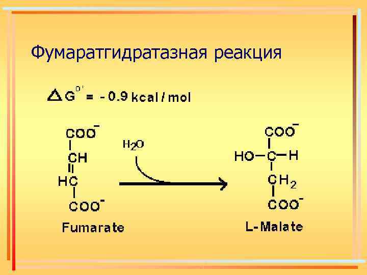 Фумаратгидратазная реакция 
