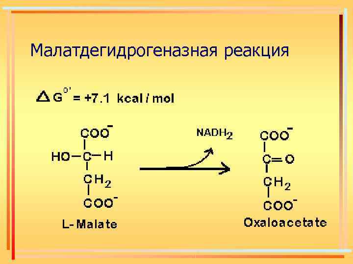 Малатдегидрогеназная реакция 
