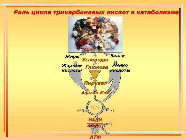 Роль цикла трикарбоновых кислот в катаболизме Жиры Углеводы Белки Жирные Глюкоза Амино кислоты Пируват