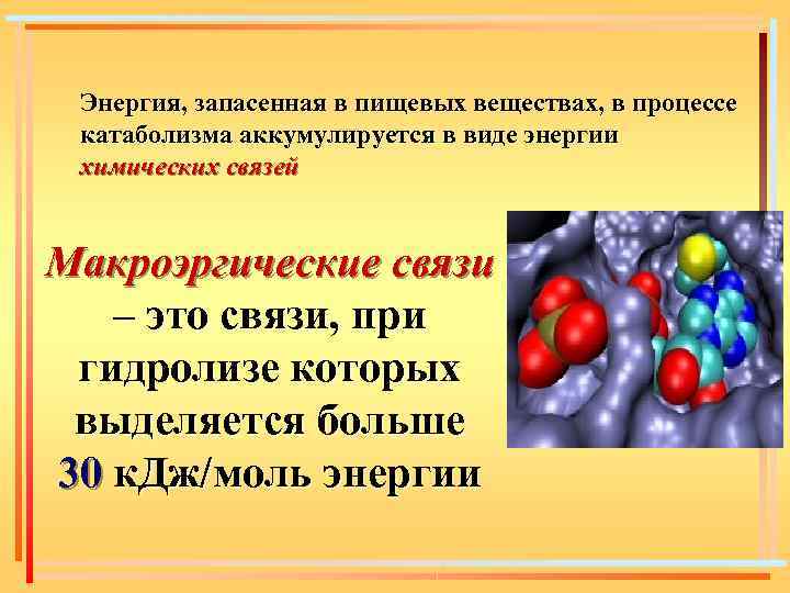 Энергия, запасенная в пищевых веществах, в процессе катаболизма аккумулируется в виде энергии химических связей