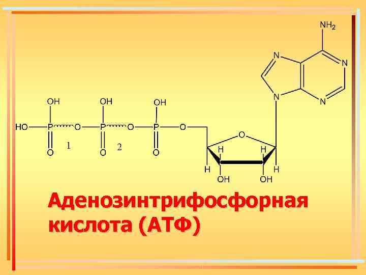 Аденозинтрифосфорная кислота (АТФ) 