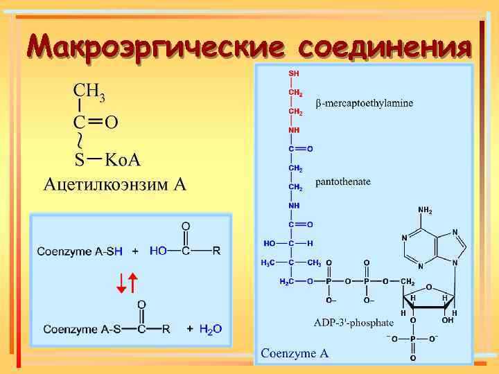 1 макроэргической связи