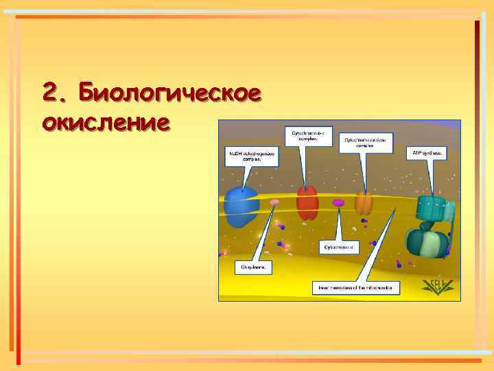 2. Биологическое окисление 