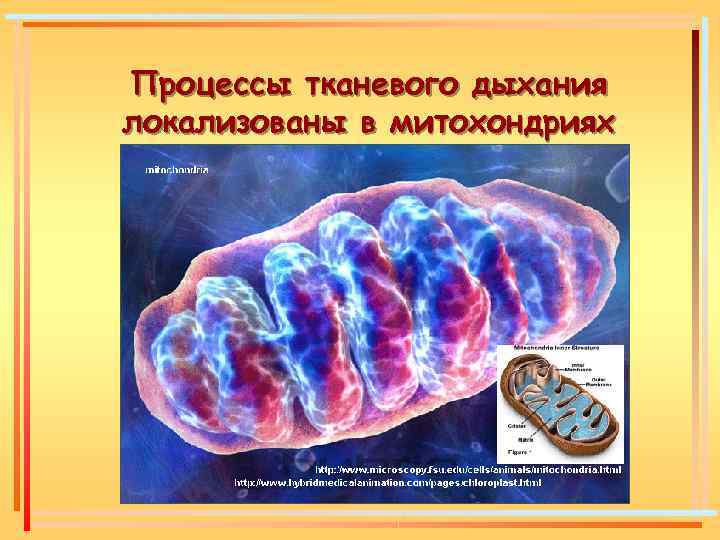 Процессы тканевого дыхания локализованы в митохондриях 