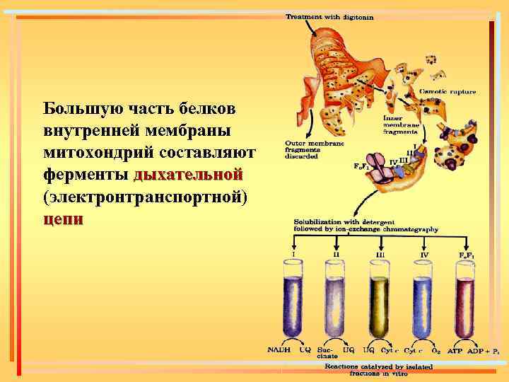 Химические вещества живых организмов. Средства для транспорта веществ у живых организмов. 3 Средства для транспорта веществ у живых организмов.